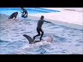 天才シャチ「ラビー」の三連続リフト 鴨川シーワールド シャチトレーニング kamogawaseaworld orca killerwhale