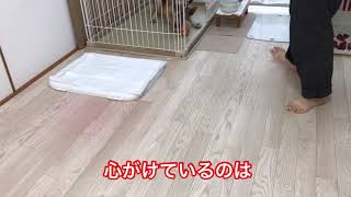 【training】サークルの外とリードに慣れよう【元野犬】【保護犬】