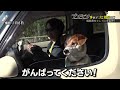 「悪夢再来・・手ごわい海岸道路」「ブンケン歩いてゴミ拾いの旅」＃9８