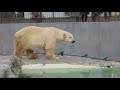 【円山動物園シロクマ】モート下から階段を登ってくる元気なデナリ🥰