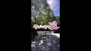 のひらが行く！『全館源泉掛け流しの宿 西山温泉 慶雲館』編