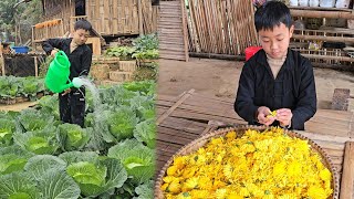 Chrysanthemum Tea: Taste of Home - Secret to Making Delicious Chrysanthemum Tea the Traditional Way