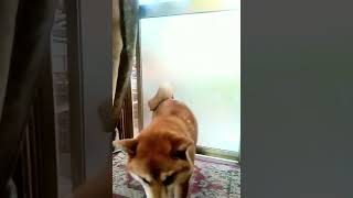 ボールキャッチが下手でも めげない柴犬！