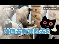 貓共舔肉泥！弟弟錯吸哥哥舌頭還拉長...｜寵物動物｜貓咪｜精選影片