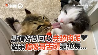 貓共舔肉泥！弟弟錯吸哥哥舌頭還拉長...｜寵物動物｜貓咪｜精選影片