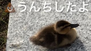 小ガモ🐥うんちの瞬間💩