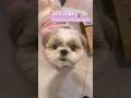 【おかえりの儀式】いつも全力で喜んでくれるシーズーshihtzu feels happy for coming back シーズー dog シーズーあいす puppy shihtzu