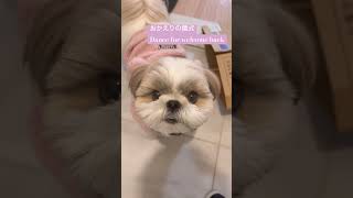 【おかえりの儀式】いつも全力で喜んでくれるシーズーshihtzu feels happy for  coming back #シーズー #dog #シーズーあいす #puppy #shihtzu