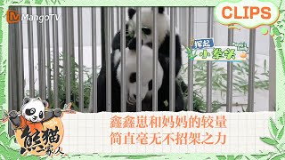 【精彩看点🐼】鑫鑫崽一时兴起，想要和妈妈鑫鑫来一场较量，结果又是扯又是咬把鑫鑫惹毛后，简直毫无不招架之力，最后只能老老实实的在一旁呆着~｜《熊猫一家人Panda‘s Family》｜MangoTV