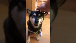 黒柴　柴犬オミソ　撫で撫で^_^