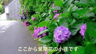 鎌倉路地裏カフェ散歩 二階堂紫陽花の小径