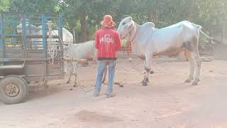 Pov Koba Prey Chhlong, a famous cow in Srok