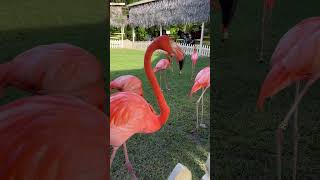 The world famous pink flamingo march in Nassau 拿騷举世闻名的粉红火烈鸟游行