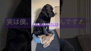 自分のことを小型犬だと信じてやまない大型犬が可愛いかった　#ポメラニアン #ラブラドールレトリバー #凸凹コンビ