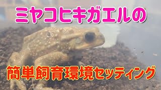 ミヤコヒキガエルの簡単！飼育環境のセッティング