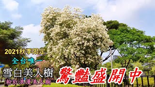 【2021秋季限定】 台灣唯一，雪白美人樹，粉紅浪漫美人樹，驚艷盛開中 4k