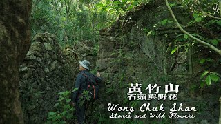 黃竹山 | 石頭與野花 | Wong Chun Shan | Stones and Wild Flowers | Winter 2021 | 藏深山百年石頭城 大石磨 馬藍花