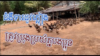 ជំងឺទា សូមប្រុងប្រយ័ត្នបងប្អូនរដូវភ្លៀងមកដល់ហើយ, Duck disease.