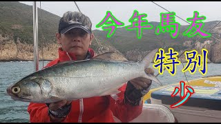 【香港釣魚】《今年馬友特別少》