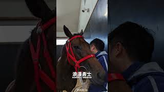 【2024 安田紀念賽 Yasuda Kinen】沈集成抵達日本馬房探望愛駒