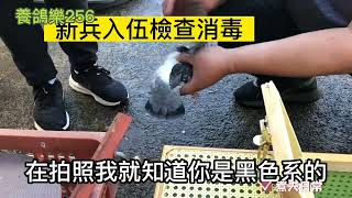 （煮夫日常-養鴿樂256）2023夏季鐵板鴿舍新兵報到