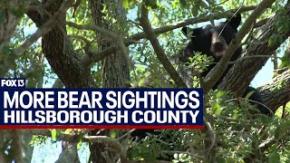More black bear sightings in Hillsborough County