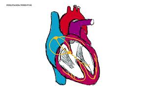 Perustason perehtyjä jakso 20: Kertausnurkkaus, sydämen johtoradat