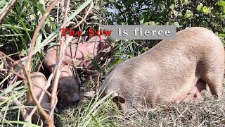 Mountain and found a nest of wild pigs, this sow at least 300 pounds, too fierce