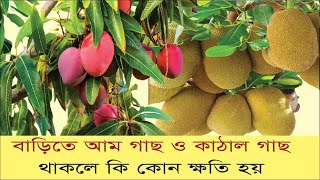 বাড়িতে আম গাছ এবং কাঁঠাল গাছ থাকলে কি কোন ক্ষতি হয়| video bangla #yourknowledge #bangladesh