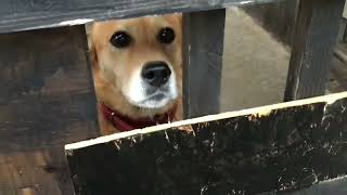 吾輩は犬である。