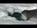 Seal Pup takes first swim | One Life | BBC