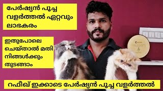 പേർഷ്യൻ😱പൂച്ചകളുടെ വമ്പൻ കളക്ഷനുമായി റഫീഖ് | persian cat