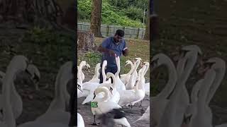 Swan Attack