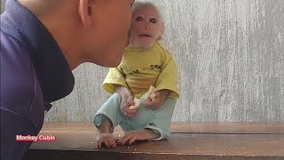 Baby monkey Cubin is so obedient and cute that Dad rewards him with funny kisses