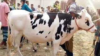 ফ্রিজিয়ান বকনা গরু গুলো দেখুন সীমিত দামে || বগুড়া হাসোখালি গরুর হাট বাজার || gorur hat | cow price