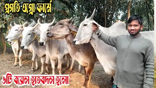 সাভার হেমায়েতপুরে প্রগতি এগ্রো ফার্মে ৬টি বয়েল হাতবদল হল  ✅ বিস্তারিত 📲 01721416230 (মিজান)