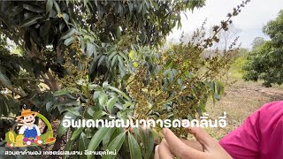 อัพเดทพัฒนาการดอกลิ้นจี่ EP.1#สวนลิ้นจี่ภาคอีสาน#ลิ้นจี่กาฬสินธุ์#ลิ้นจี่ นพ.1