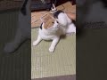 【三毛猫】どうせ撫でてくるだろうと思っているミケ