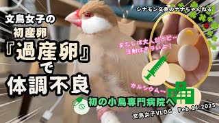 【文鳥女子VLOG】わが家の文鳥女子☆初産で過産卵… ！体調不良で急遽、小鳥専門病院へ。。ナナに起こった症状とその対処法は？【発情抑制】の大切さを知る！ 文鳥との暮らし（文鳥ライフ☆ナナ生後11か月）