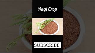 Where is ragi crop grown?Conditions for Growth of Ragi?  #ragi  #crop #india #rainfall