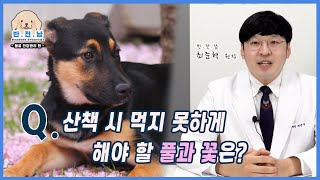 [반.전.남2] Q.산책 시 먹지 못하게 해야 할 풀과 꽃은?