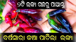 ମାତ୍ର ୨ଟି ଲଙ୍କା ଗଛରୁ ବର୍ଷସାରା କଞ୍ଚା ପାଚିଲା ଲଙ୍କା 🌳🌲🌶️ #homegarden #kitchen #nature #rurallife