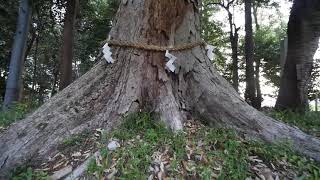 樹名木探訪　鴨都波神社のイチイガシ  木の情報発信基地　P2270332