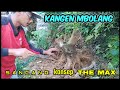 proses pendongkelan bahan bonsai sancang//konsep the max @gones vlog