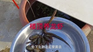 楼顶养鱼之养龙虾,地笼收获很多小龙虾,还有一条黄鳝和泥鳅 #捕鱼达人 #徒手抓鱼  #户外抓鱼 #乡野生活 #真实户外 #户外捕鱼