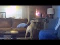 Adorable Dog Accidentally Sets Kitchen on Fire