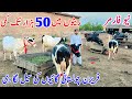 New Farmer New Record | Top quality Friesian Cholistani Croos Cows | White Friesian Cow | Pk Janwar