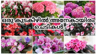 ഒരു കുടക്കീഴിൽ അനേകായിരം ചെടികൾ ||gardens gardens||#gardening