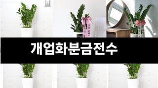 개업화분금전수   추천   BEST 3  올해 판매랭킹순위  3ㅣ추천템ㅣ생활 꿀템ㅣ