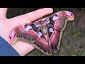 Very Pink Atlas Moth (Attacus lorquinii) - Shiny Pokémon